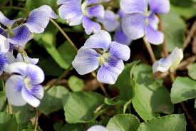 Image result for violet