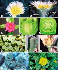 Attēlu rezultāti vaicājumam “Armeria vulgaris bud”