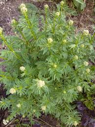 Attēlu rezultāti vaicājumam “Valeriana officinalis leaf”