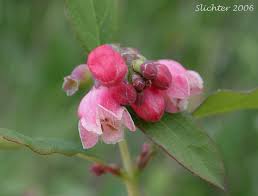Attēlu rezultāti vaicājumam “Symphoricarpos albus flower”