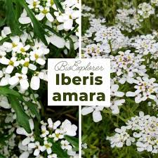 Image result for Iberis amara