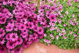 Image result for Dimorphotheca pluvialis