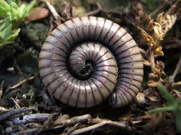 Attēlu rezultāti vaicājumam “Ommatoiulus vilnensis”