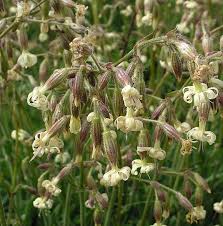 Attēlu rezultāti vaicājumam “Silene nutans flower”