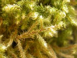 Attēlu rezultāti vaicājumam “Rhynchostegiella tenella macro”