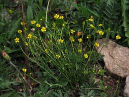Attēlu rezultāti vaicājumam “Ranunculus brunnescens”