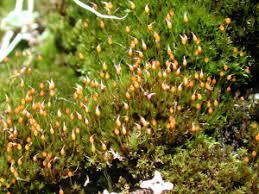 Attēlu rezultāti vaicājumam “Hymenostylium recurvirostrum macro”