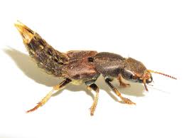 Attēlu rezultāti vaicājumam “Platydracus fulvipes”