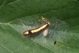 Attēlu rezultāti vaicājumam “Acronicta cuspis”