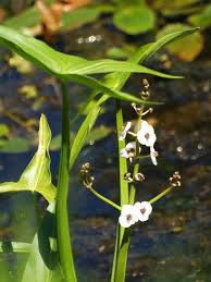 Attēlu rezultāti vaicājumam “Sagittaria sagittifolia”