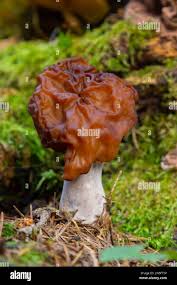 Attēlu rezultāti vaicājumam “Gyromitra esculenta”