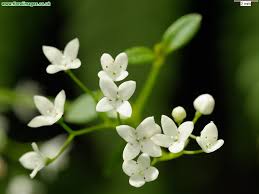 Attēlu rezultāti vaicājumam “Galium palustre”