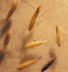 Attēlu rezultāti vaicājumam “Calamagrostis stricta”