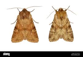 Attēlu rezultāti vaicājumam “Apamea sordens”