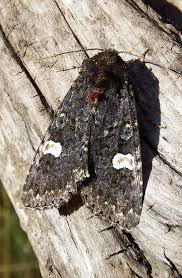 Attēlu rezultāti vaicājumam “Melanchra persicariae”