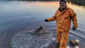 Image result for Coregonus albula