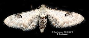 Attēlu rezultāti vaicājumam “Eupithecia centaureata”