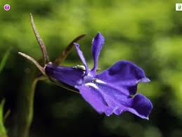 Attēlu rezultāti vaicājumam “Lobelia dortmanna flower”