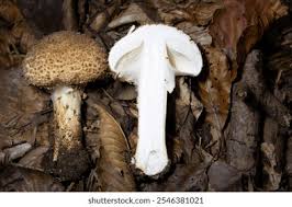 Attēlu rezultāti vaicājumam “Lepiota aspera”