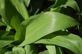 Attēlu rezultāti vaicājumam “Allium ursinum”