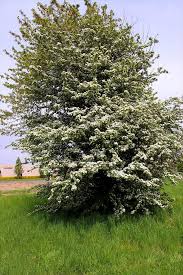 Attēlu rezultāti vaicājumam “Crataegus monogyna subsp. nordica”