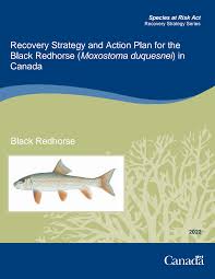 Image result for Moxostoma duquesnei