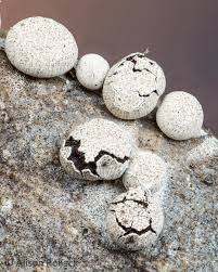 Attēlu rezultāti vaicājumam “Diderma radiatum spores”