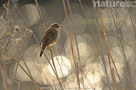 Attēlu rezultāti vaicājumam “Acrocephalus schoenobaenus”