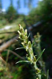 Attēlu rezultāti vaicājumam “Gnaphalium sylvaticum flower”