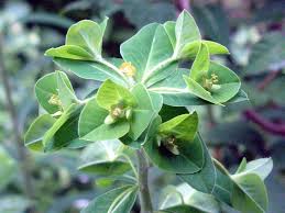 Attēlu rezultāti vaicājumam “Euphorbia helioscopia leaf”