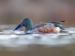 Attēlu rezultāti vaicājumam “Anas clypeata”