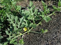 Attēlu rezultāti vaicājumam “Citrullus lanatus leaf”