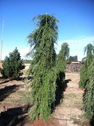 Attēlu rezultāti vaicājumam “Tsuga canadensis”