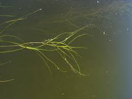 Attēlu rezultāti vaicājumam “Stuckenia pectinata leaf”