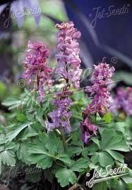 Attēlu rezultāti vaicājumam “Corydalis cava fruit”