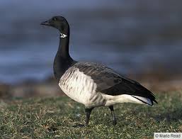 Attēlu rezultāti vaicājumam “Branta bernicla adult”