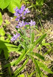 Attēlu rezultāti vaicājumam “Campanula cervicaria flower”