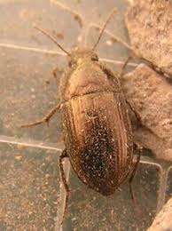 Attēlu rezultāti vaicājumam “Amara sp.”