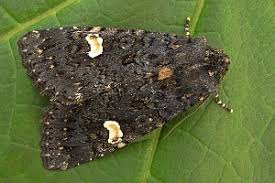 Attēlu rezultāti vaicājumam “Melanchra persicariae imago”