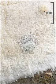 Attēlu rezultāti vaicājumam “Skeletocutis odora”