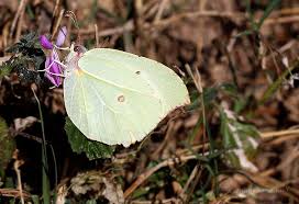 Attēlu rezultāti vaicājumam “Gonepteryx rhamni female”
