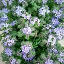 Image result for Phacelia