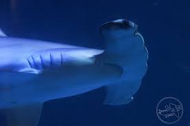 Image result for Sphyrna media