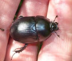 Attēlu rezultāti vaicājumam “Geotrupes stercorarius”