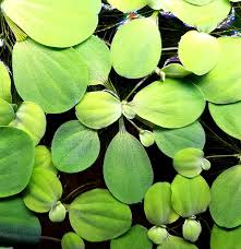 Attēlu rezultāti vaicājumam “Pistia stratiotes”