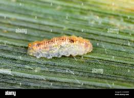 Attēlu rezultāti vaicājumam “Syrphus sp. larva”