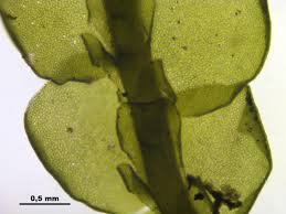 Attēlu rezultāti vaicājumam “Porella cordaeana”