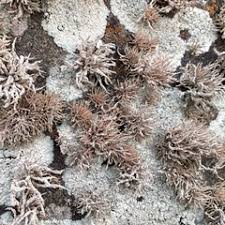 Attēlu rezultāti vaicājumam “Coriolopsis trogii”