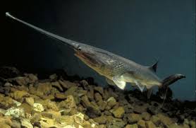 Image result for Polyodon spathula