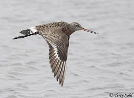 Image result for Limosa haemastica
